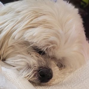 Meet your Posher, Janet